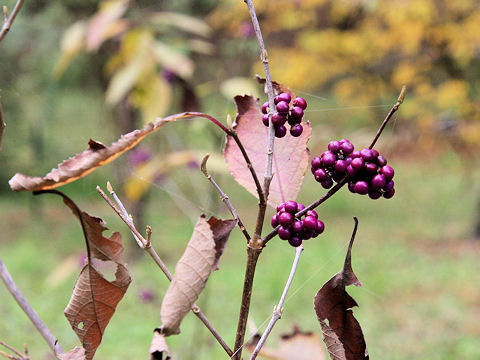 Callicarpa giraldii var. giraldii