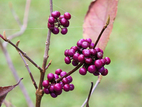 Callicarpa giraldii var. giraldii