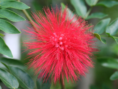 Calliandra haematocephala