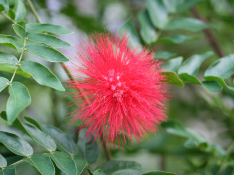 Calliandra haematocephala