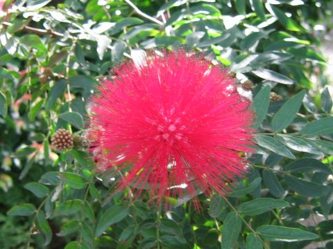 Calliandra haematocephala