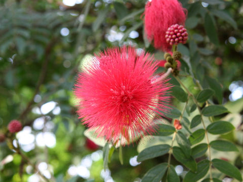 Calliandra haematocephala