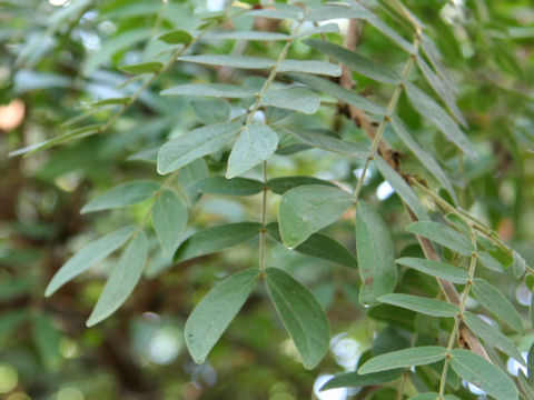 Calliandra haematocephala