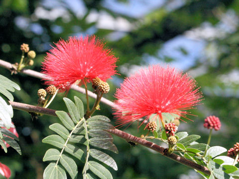 Calliandra haematocephala