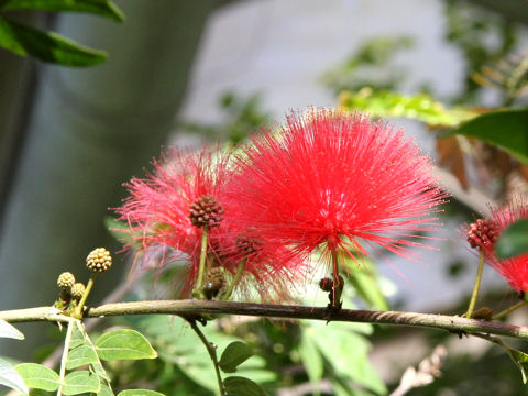 Calliandra haematocephala