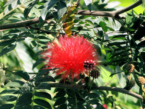 Calliandra haematocephala