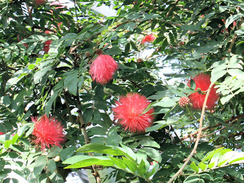 Calliandra haematocephala