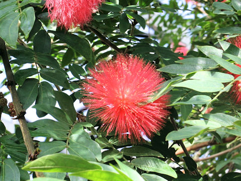 Calliandra haematocephala