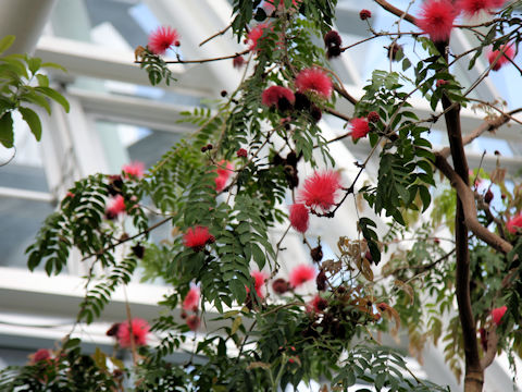 Calliandra haematocephala