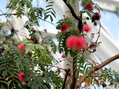 Calliandra haematocephala