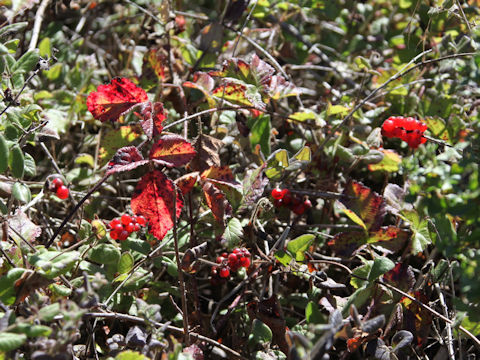 Lonicera hispidula