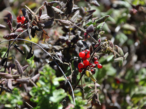 Lonicera hispidula