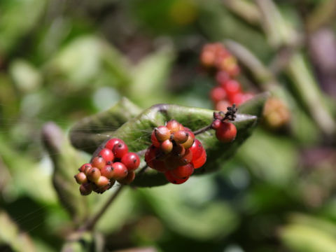 Lonicera hispidula