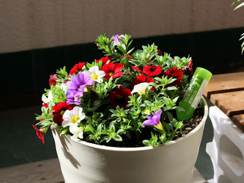 Calibrachoa x hybrida