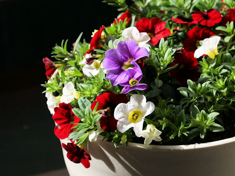Calibrachoa x hybrida