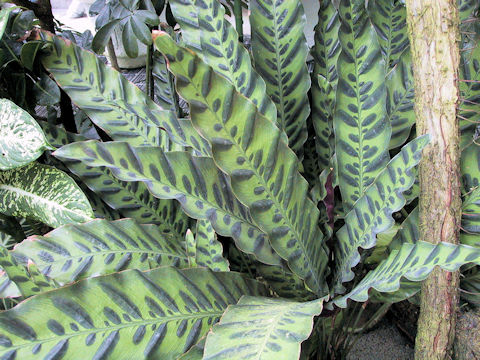 Calathea insignis