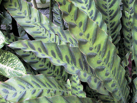 Calathea insignis