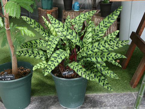 Calathea insignis