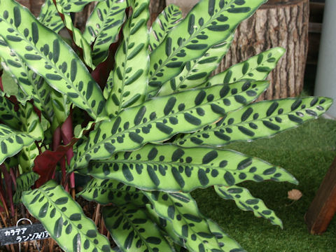 Calathea insignis