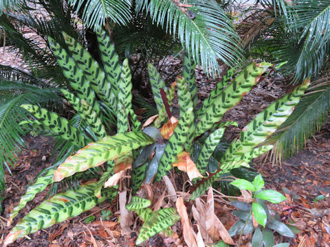 Calathea insignis