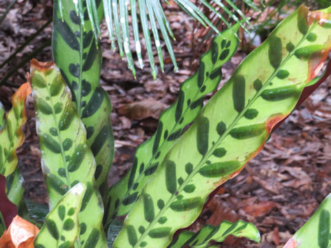 Calathea insignis