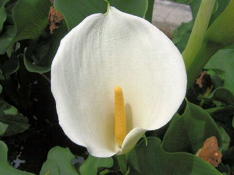 Zantedeschia aethiopica