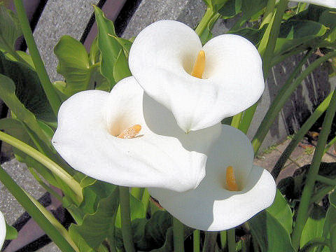 Zantedeschia aethiopica