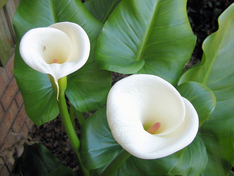 Zantedeschia aethiopica