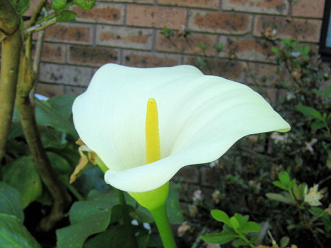 Zantedeschia aethiopica