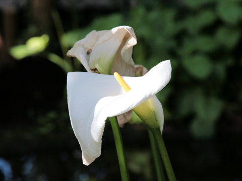 Zantedeschia aethiopica