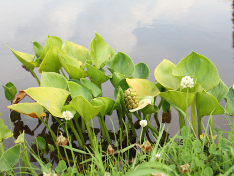 Zantedeschia aethiopica