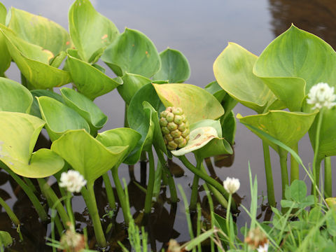 Zantedeschia aethiopica