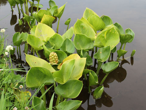 Zantedeschia aethiopica