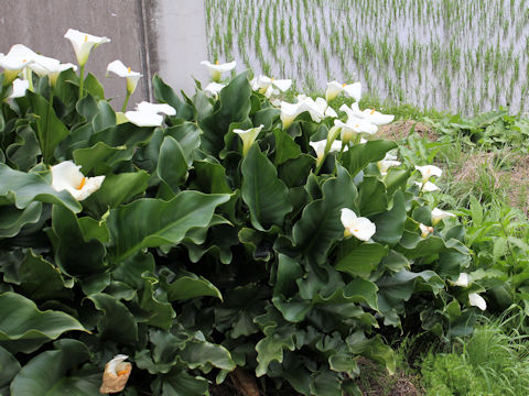 Zantedeschia aethiopica