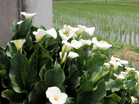 Zantedeschia aethiopica