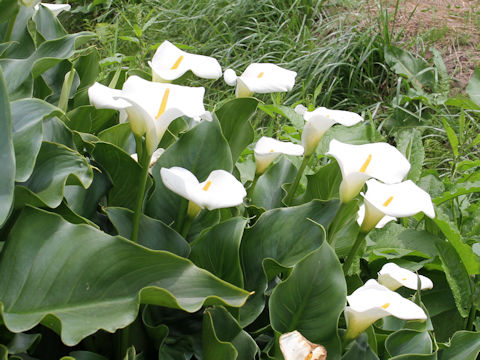 Zantedeschia aethiopica