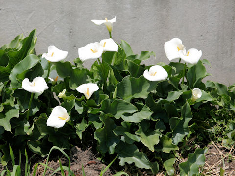 Zantedeschia aethiopica