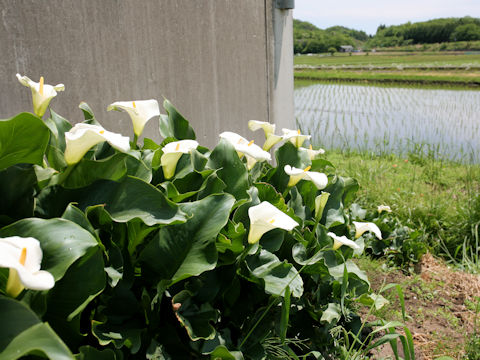 Zantedeschia aethiopica