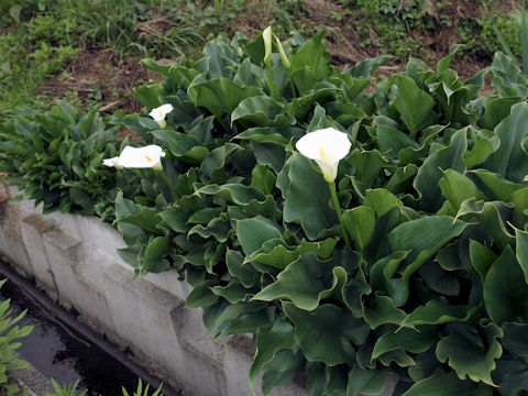 Zantedeschia aethiopica