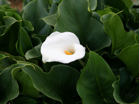 Zantedeschia aethiopica