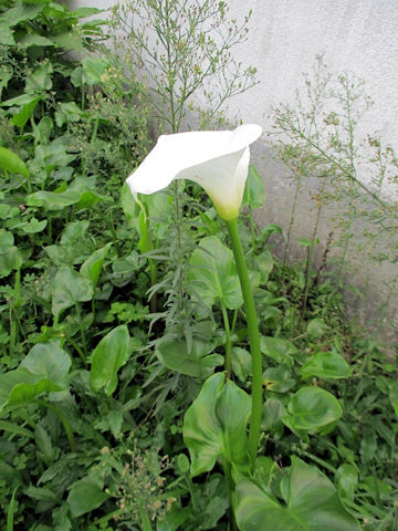 Zantedeschia aethiopica