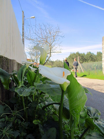 Zantedeschia aethiopica