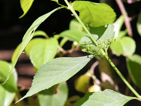 Callicarpa americana f. lactea