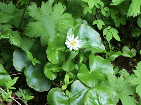 Caltha leptosepala