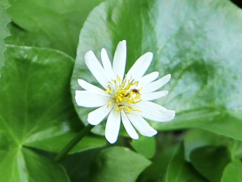 Caltha leptosepala