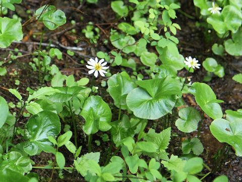 Caltha leptosepala