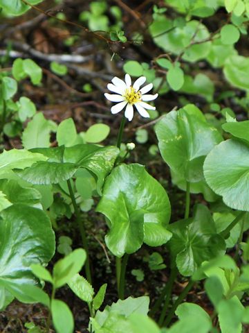 Caltha leptosepala