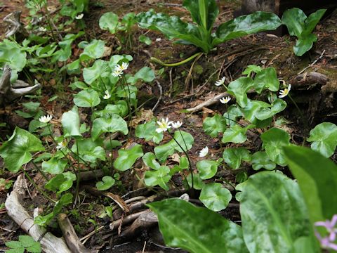 Caltha leptosepala