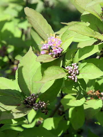 Callicarpa longifolia