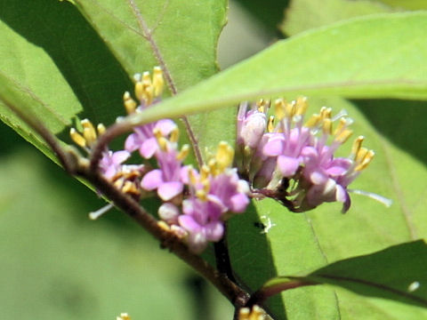 Callicarpa longifolia